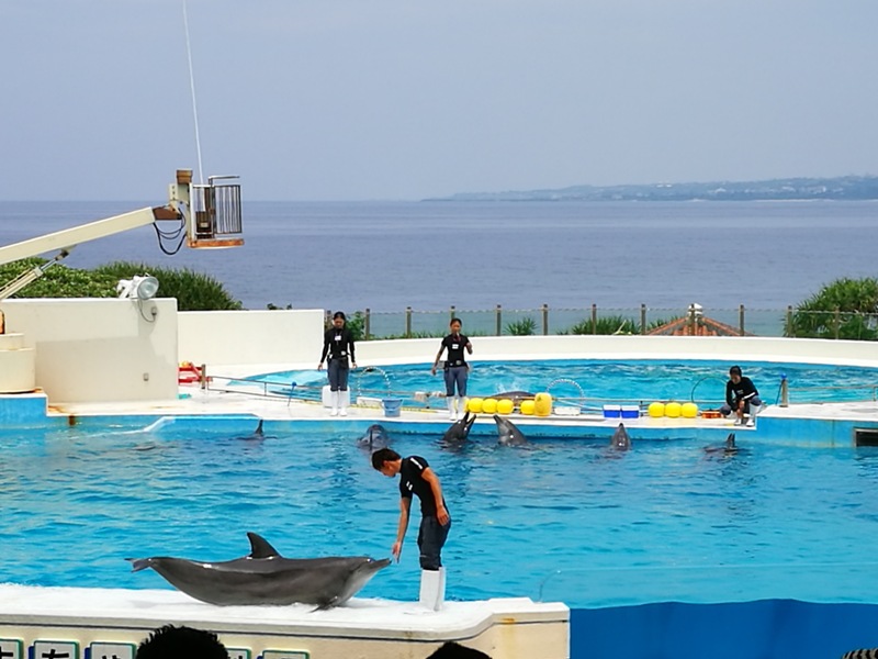 okinawaacqurium46 Okinawa-沖縄美ら海水族館 徜徉海洋世界最美的水族館在沖繩