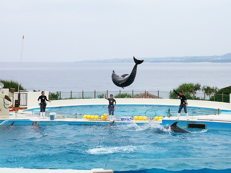 okinawaacqurium47 Okinawa-沖縄美ら海水族館 徜徉海洋世界最美的水族館在沖繩