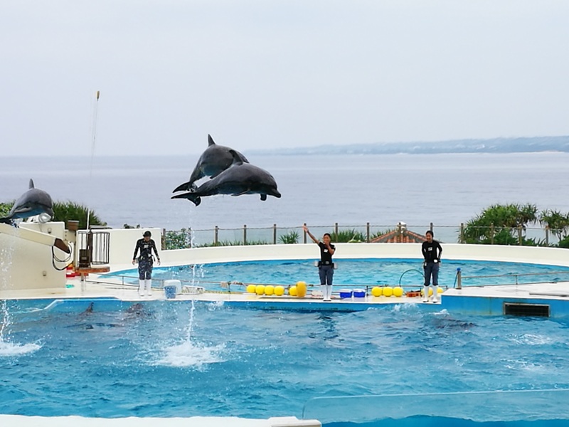 okinawaacqurium48 Okinawa-沖縄美ら海水族館 徜徉海洋世界最美的水族館在沖繩