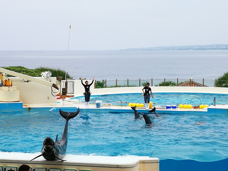 okinawaacqurium49 Okinawa-沖縄美ら海水族館 徜徉海洋世界最美的水族館在沖繩