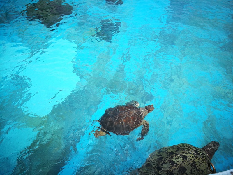 okinawaacqurium51 Okinawa-沖縄美ら海水族館 徜徉海洋世界最美的水族館在沖繩
