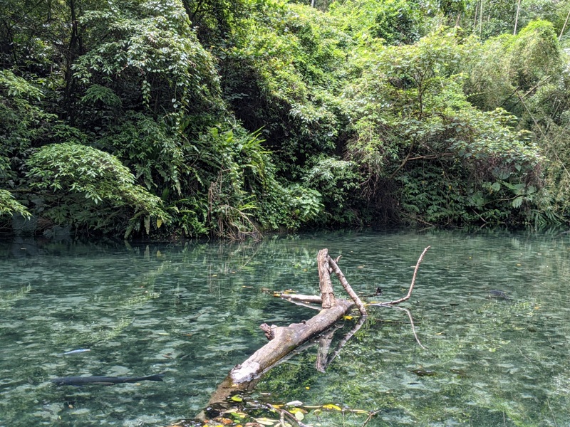 42feng12 南庄-四十二份湧泉自然生態步道 清爽宜人小秘境