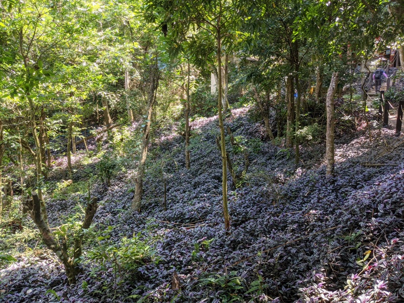 dakung0116 北屯-大坑步道2號+5號 挑戰小腿肌