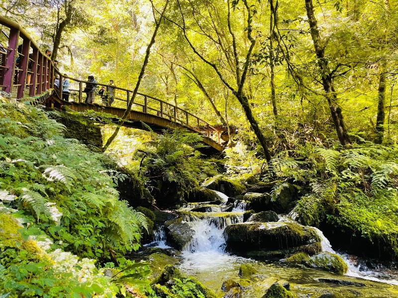 lalamt01 復興-拉拉山 與神木共舞 台灣最大的紅檜森林保護區