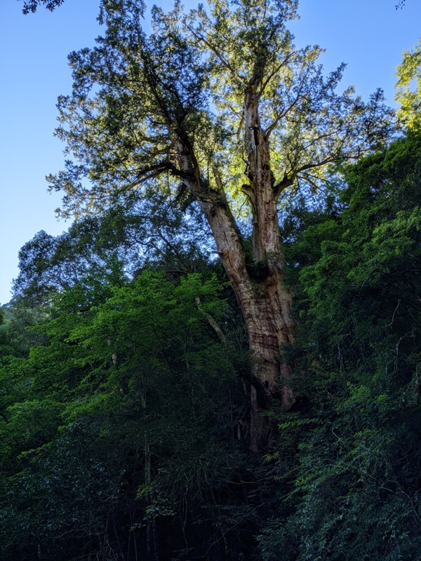 lalamt07 復興-拉拉山 與神木共舞 台灣最大的紅檜森林保護區