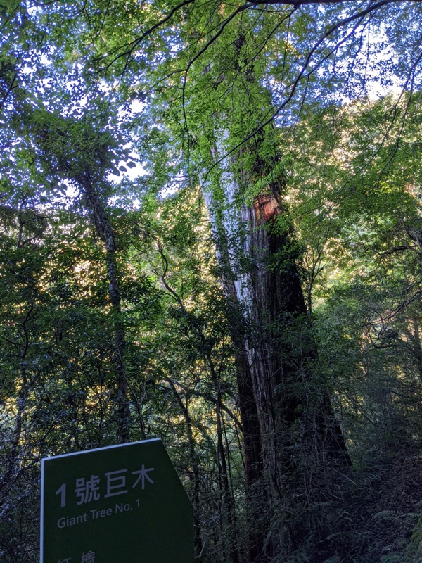 lalamt08 復興-拉拉山 與神木共舞 台灣最大的紅檜森林保護區