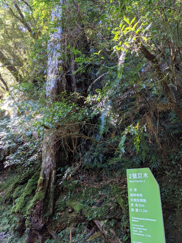 lalamt09 復興-拉拉山 與神木共舞 台灣最大的紅檜森林保護區