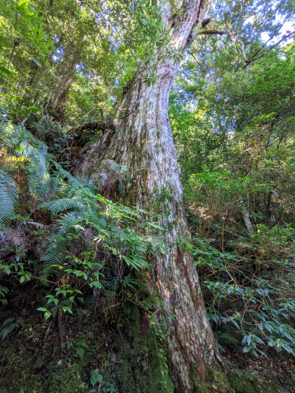 lalamt10 復興-拉拉山 與神木共舞 台灣最大的紅檜森林保護區