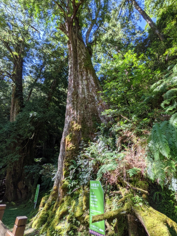lalamt11 復興-拉拉山 與神木共舞 台灣最大的紅檜森林保護區