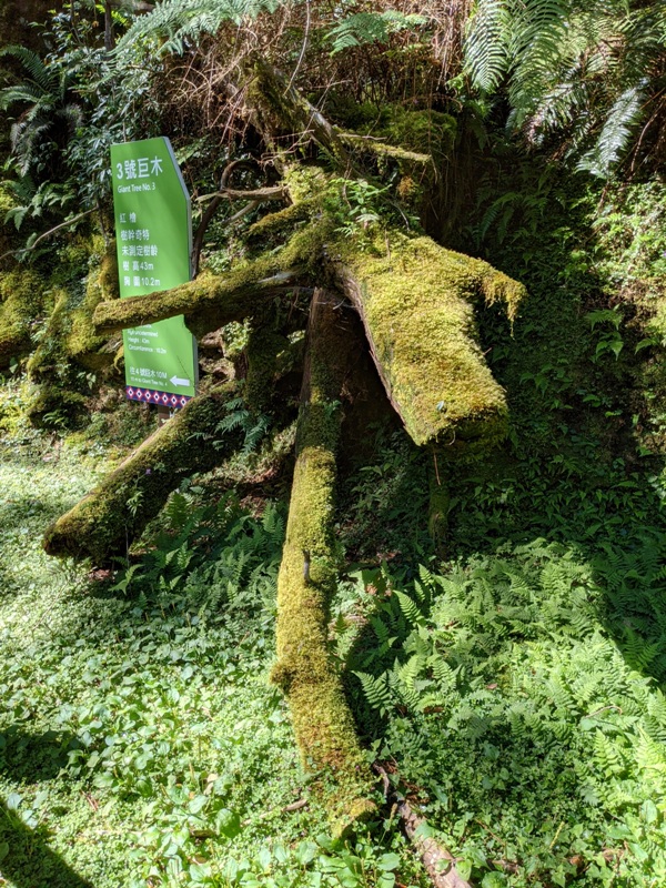 lalamt12 復興-拉拉山 與神木共舞 台灣最大的紅檜森林保護區