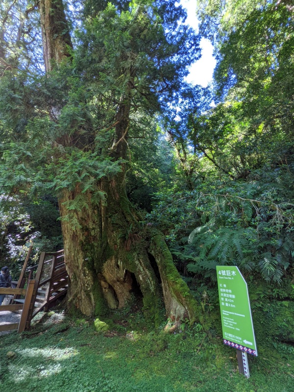 lalamt13 復興-拉拉山 與神木共舞 台灣最大的紅檜森林保護區