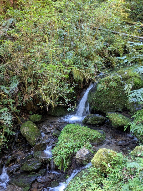 lalamt14 復興-拉拉山 與神木共舞 台灣最大的紅檜森林保護區
