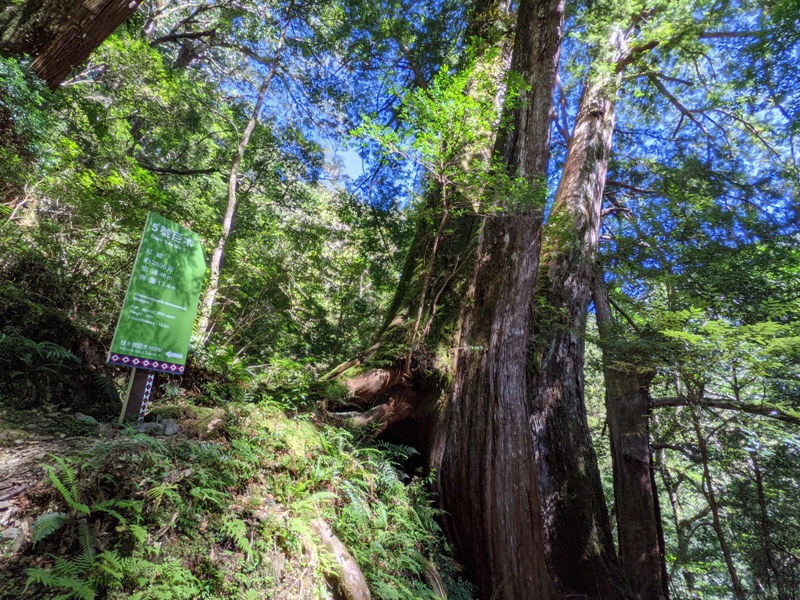 lalamt16 復興-拉拉山 與神木共舞 台灣最大的紅檜森林保護區