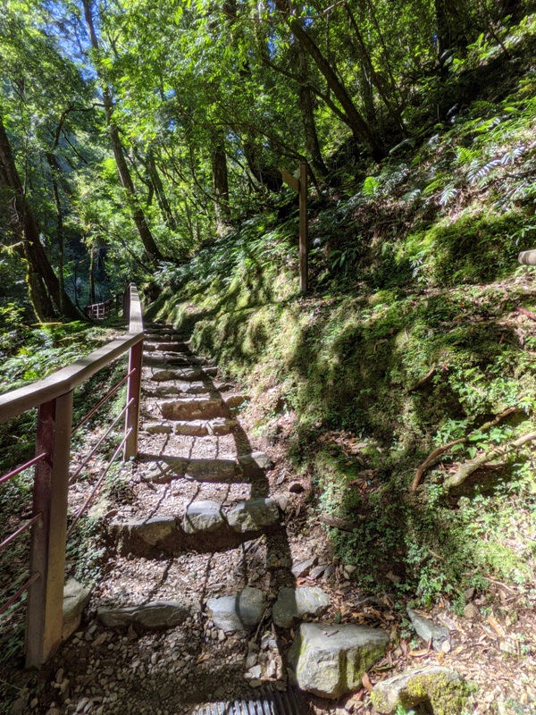 lalamt17 復興-拉拉山 與神木共舞 台灣最大的紅檜森林保護區