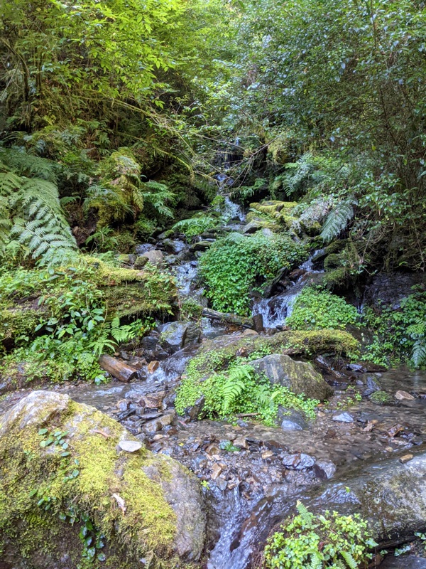lalamt18 復興-拉拉山 與神木共舞 台灣最大的紅檜森林保護區