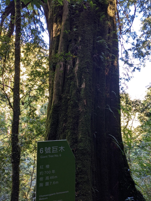 lalamt19 復興-拉拉山 與神木共舞 台灣最大的紅檜森林保護區