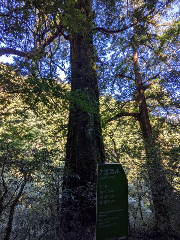 lalamt20 復興-拉拉山 與神木共舞 台灣最大的紅檜森林保護區
