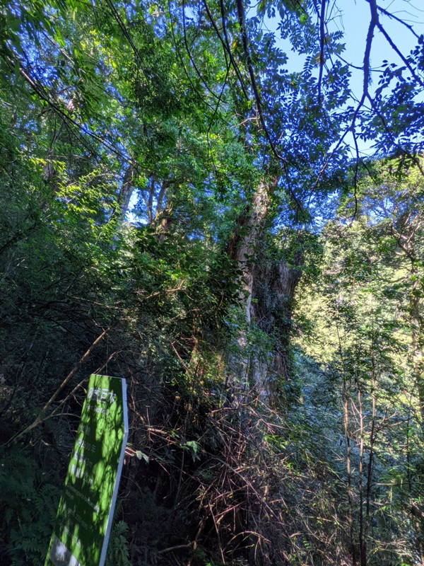 lalamt21 復興-拉拉山 與神木共舞 台灣最大的紅檜森林保護區