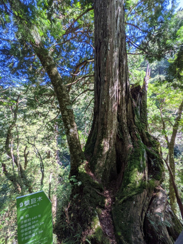 lalamt23 復興-拉拉山 與神木共舞 台灣最大的紅檜森林保護區