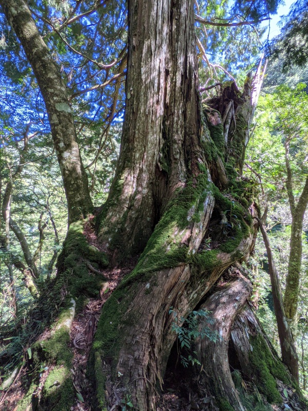 lalamt24 復興-拉拉山 與神木共舞 台灣最大的紅檜森林保護區