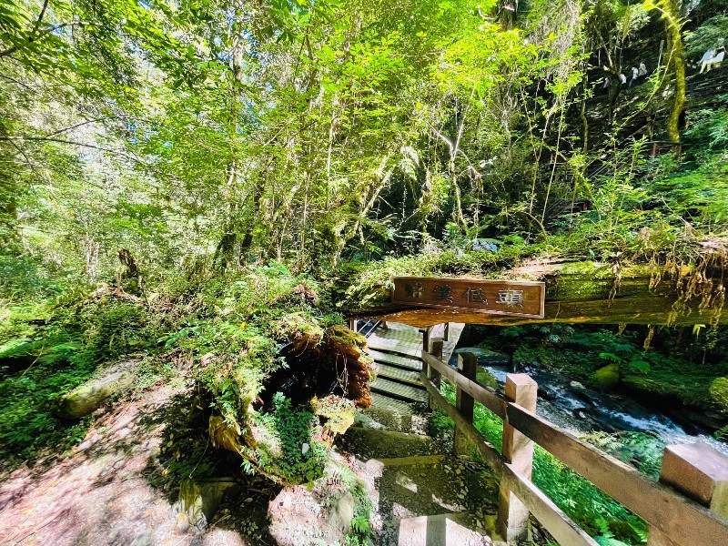 lalamt25 復興-拉拉山 與神木共舞 台灣最大的紅檜森林保護區