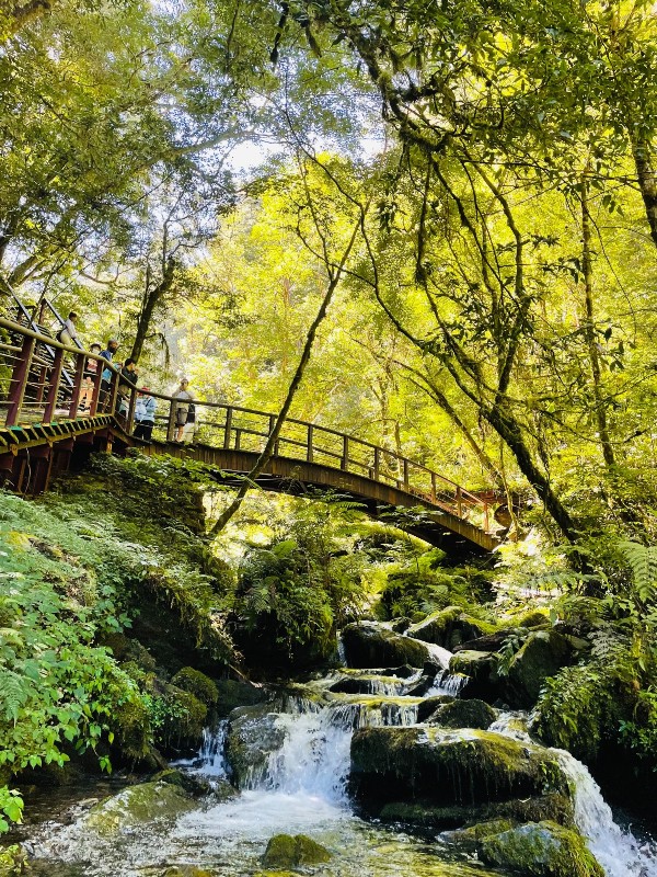 lalamt29 復興-拉拉山 與神木共舞 台灣最大的紅檜森林保護區