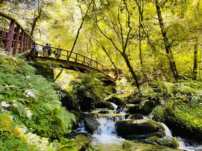 lalamt33 復興-拉拉山 與神木共舞 台灣最大的紅檜森林保護區