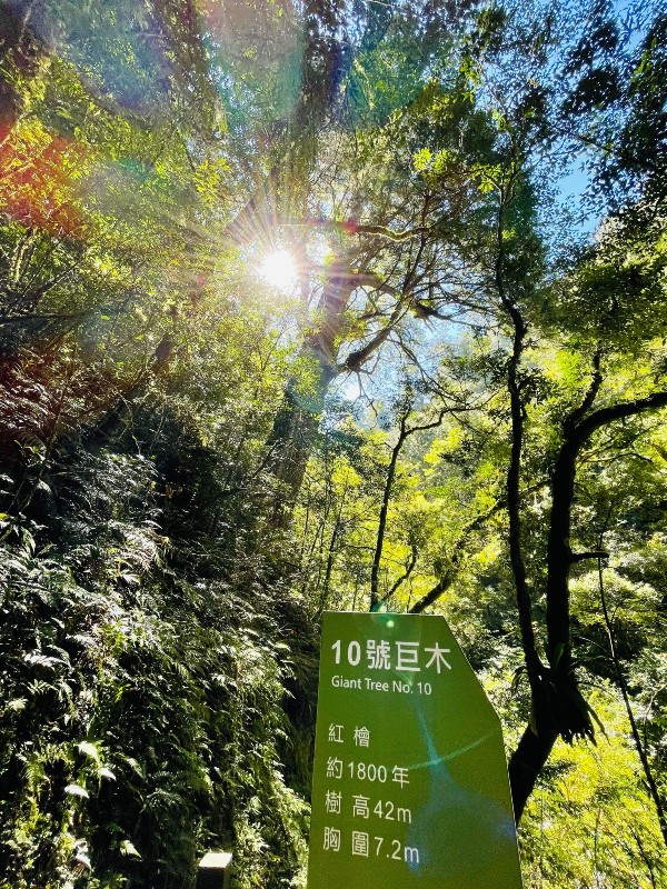 lalamt34 復興-拉拉山 與神木共舞 台灣最大的紅檜森林保護區
