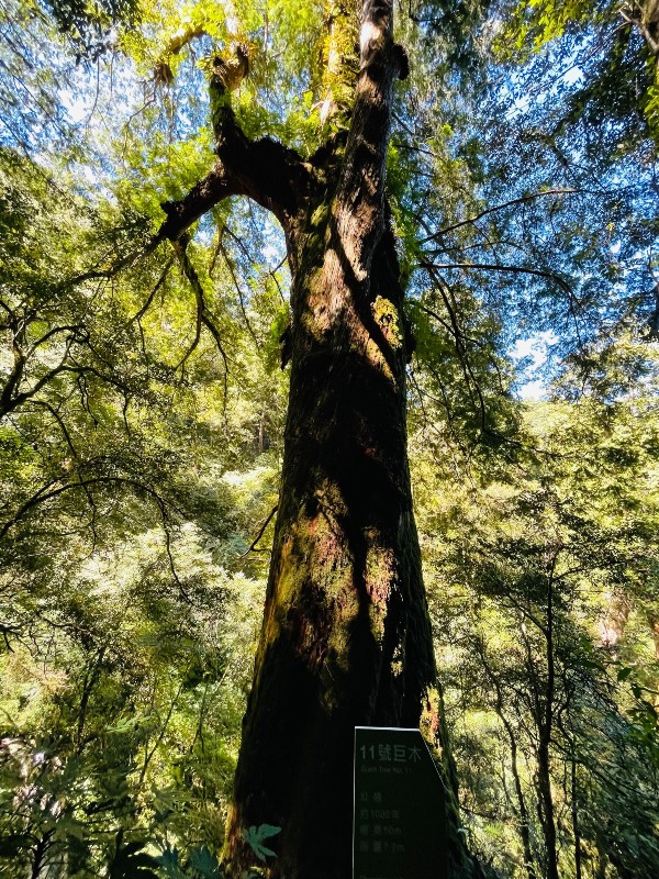 lalamt35 復興-拉拉山 與神木共舞 台灣最大的紅檜森林保護區