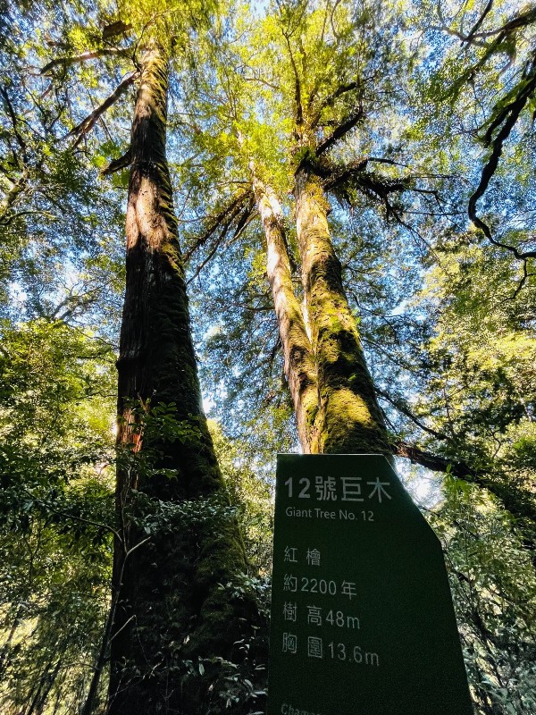 lalamt36 復興-拉拉山 與神木共舞 台灣最大的紅檜森林保護區
