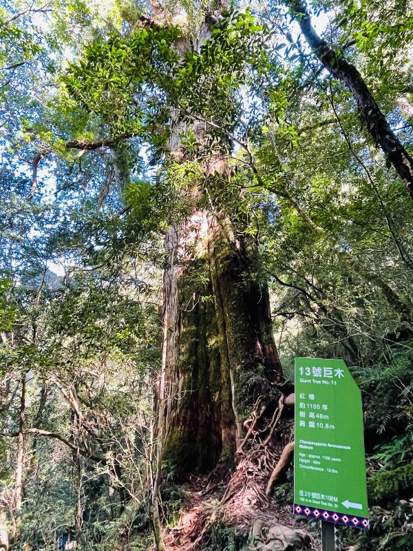lalamt37 復興-拉拉山 與神木共舞 台灣最大的紅檜森林保護區