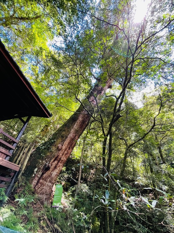 lalamt38 復興-拉拉山 與神木共舞 台灣最大的紅檜森林保護區