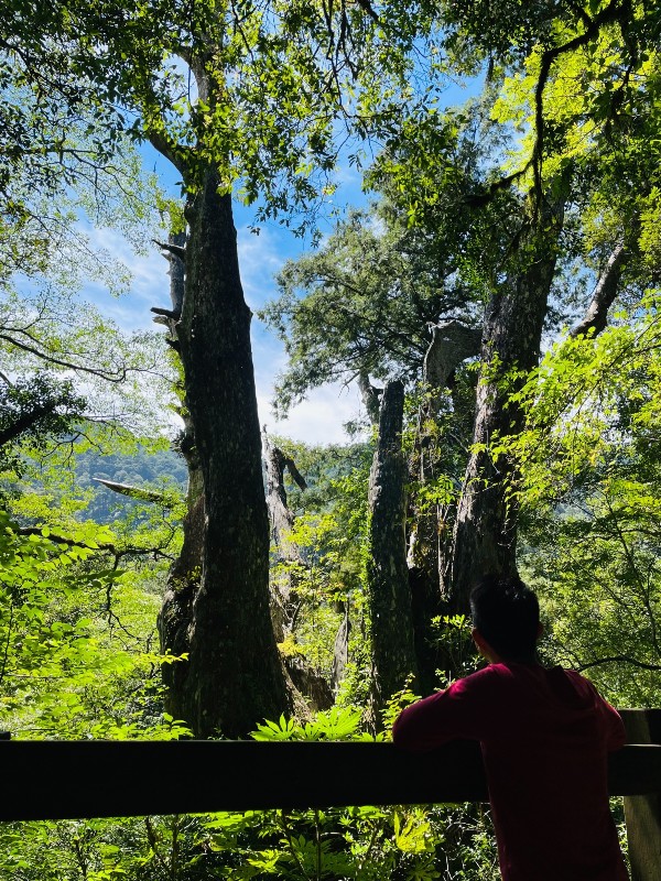 lalamt39 復興-拉拉山 與神木共舞 台灣最大的紅檜森林保護區