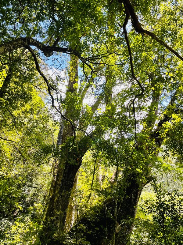lalamt41-1 復興-拉拉山 與神木共舞 台灣最大的紅檜森林保護區