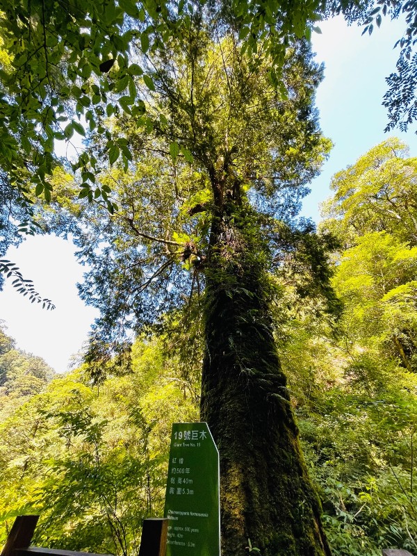 lalamt42 復興-拉拉山 與神木共舞 台灣最大的紅檜森林保護區