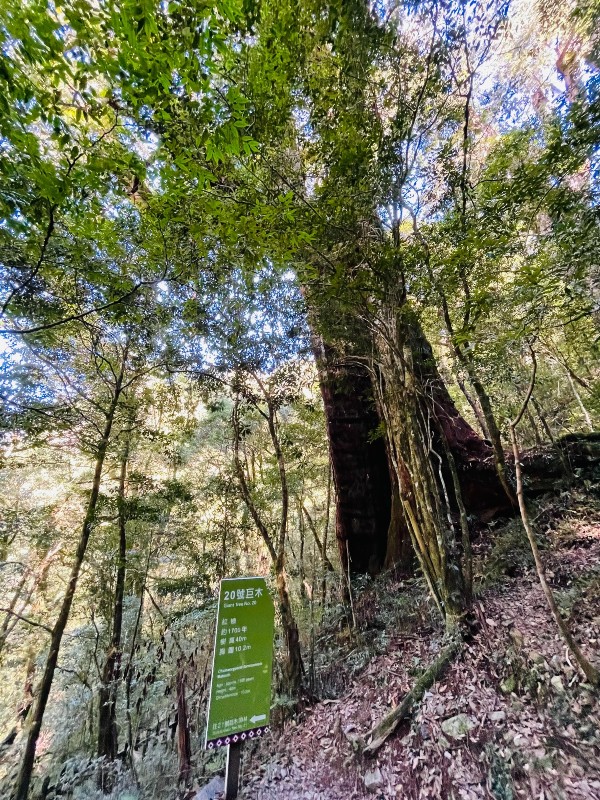 lalamt43 復興-拉拉山 與神木共舞 台灣最大的紅檜森林保護區