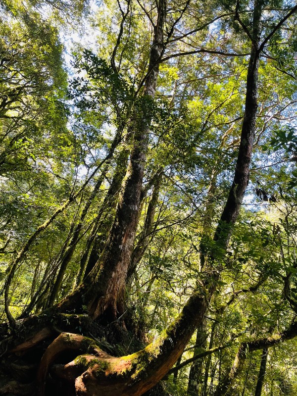 lalamt45 復興-拉拉山 與神木共舞 台灣最大的紅檜森林保護區