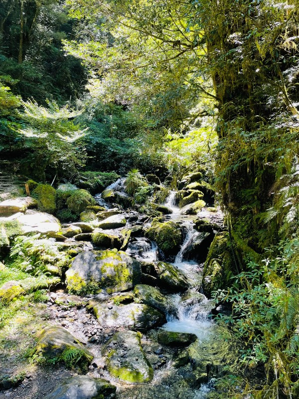 lalamt46 復興-拉拉山 與神木共舞 台灣最大的紅檜森林保護區