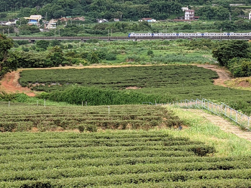 tongluoteafactory25 銅鑼-銅鑼茶廠 日式茶廠 山景茶園滿是緑意