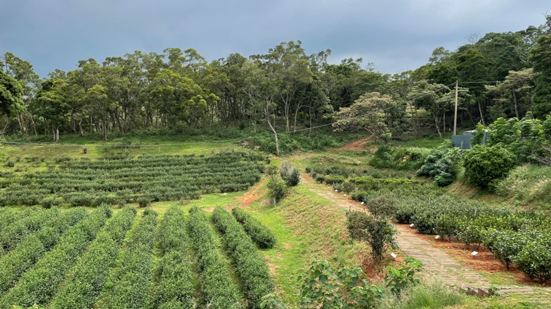 tongluoteafactory28 銅鑼-銅鑼茶廠 日式茶廠 山景茶園滿是緑意