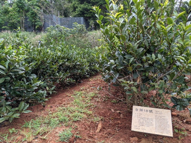 tongluoteafactory29 銅鑼-銅鑼茶廠 日式茶廠 山景茶園滿是緑意
