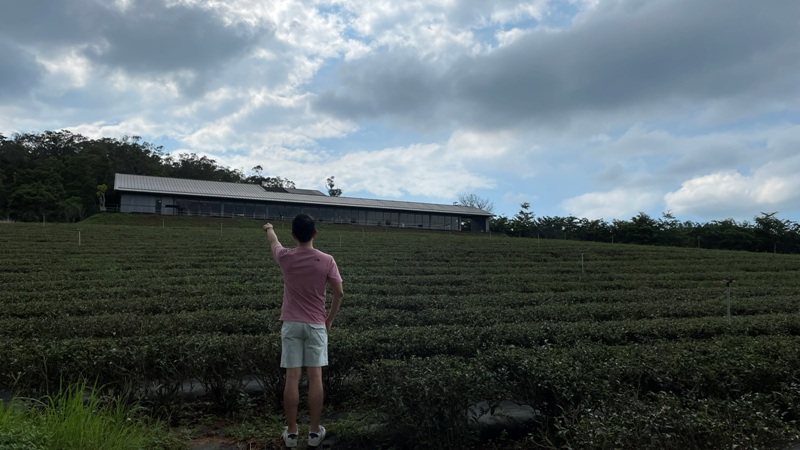 tongluoteafactory30 銅鑼-銅鑼茶廠 日式茶廠 山景茶園滿是緑意