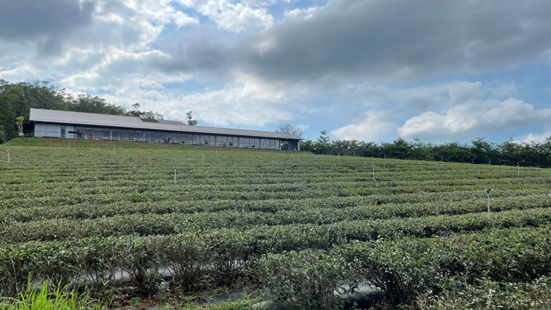 tongluoteafactory31 銅鑼-銅鑼茶廠 日式茶廠 山景茶園滿是緑意