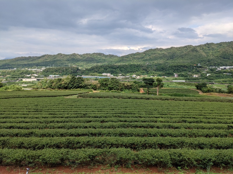 tongluoteafactory34 銅鑼-銅鑼茶廠 日式茶廠 山景茶園滿是緑意
