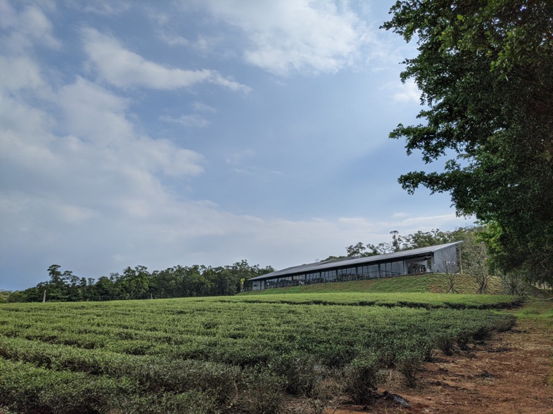 tongluoteafactory35 銅鑼-銅鑼茶廠 日式茶廠 山景茶園滿是緑意