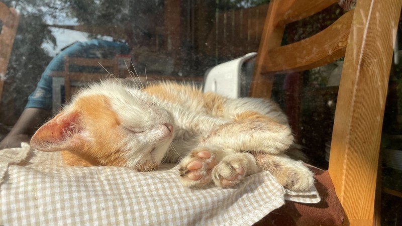 tongluoteahouse10 銅鑼-雙峰草堂 來銅鑼吃銅鑼燒