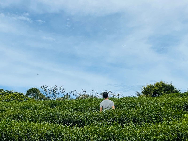 bearempty11 三峽-熊空茶園 遠離城市探詢茶園之美