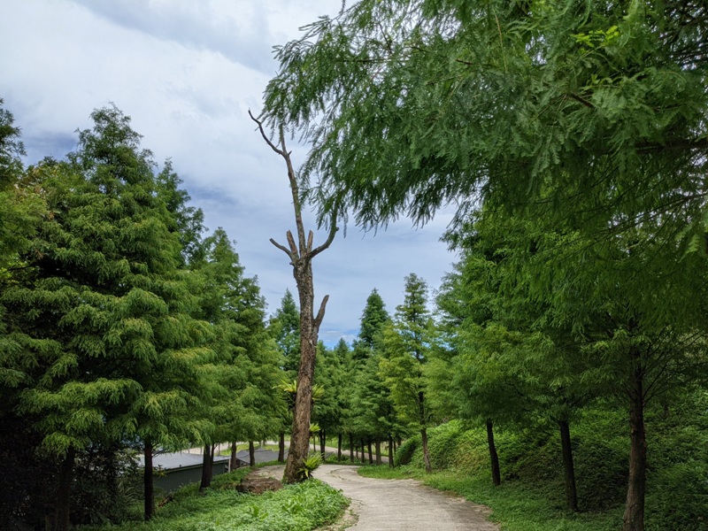 bearempty19 三峽-熊空茶園 遠離城市探詢茶園之美