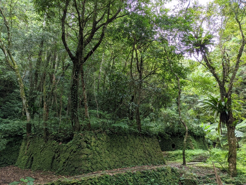 bearempty29 三峽-熊空茶園 遠離城市探詢茶園之美