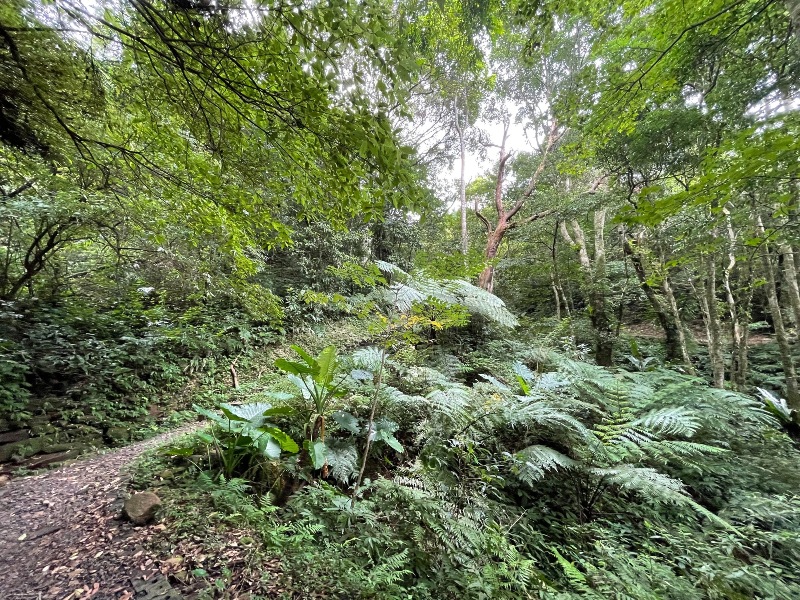 bearempty30 三峽-熊空茶園 遠離城市探詢茶園之美
